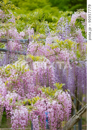 霧島市和気神社の藤の花 90957779