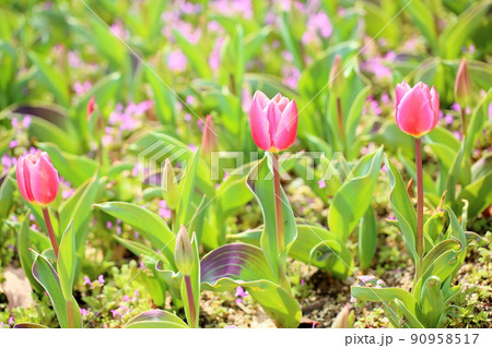 チューリップの花 90958517