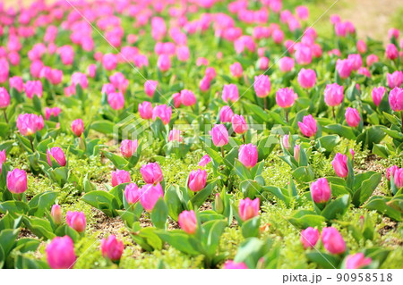 チューリップの花 チューリップの花 90958518