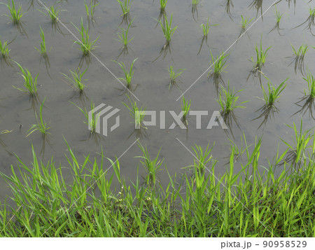 苗が植えられた水田 苗が植えられた水田 90958529