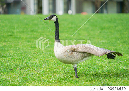 ポートランドのダウンタウンにいるカナダガン 90958639