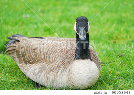 ポートランドのダウンタウンにいるカナダガン ポートランドのダウンタウンにいるカナダガン 90958643