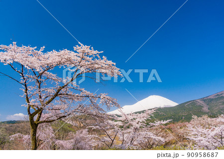 （静岡県）冨士霊園　満開の桜と富士山 90958687