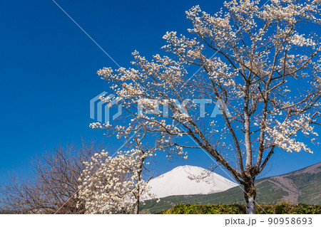 （静岡県）冨士霊園　満開の桜と富士山 90958693