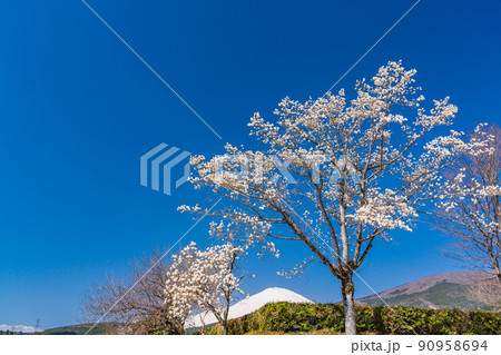（静岡県）冨士霊園　満開の桜と富士山 90958694