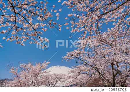 （静岡県）冨士霊園　満開の桜と富士山 90958708