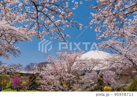 (静岡県)冨士霊園 満開の桜と富士山 (静岡県)冨士霊園 満開の桜と富士山 90958711