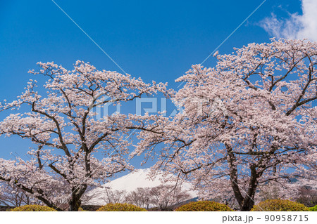 （静岡県）冨士霊園　満開の桜と富士山 90958715