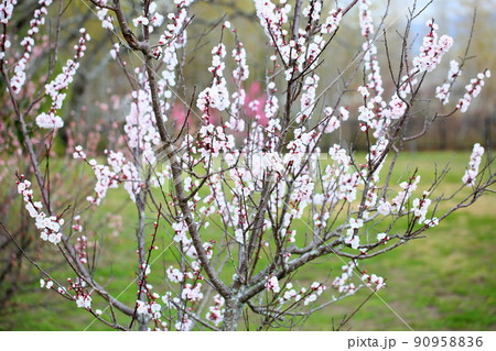 アンズの花 アンズの花 90958836