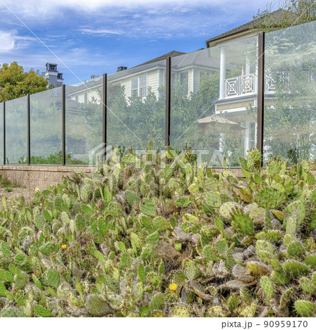 Square Cactus and wild green plants growing outside the glass fence of houses Square Cactus and wild green plants growing outside the glass fence of houses 90959170