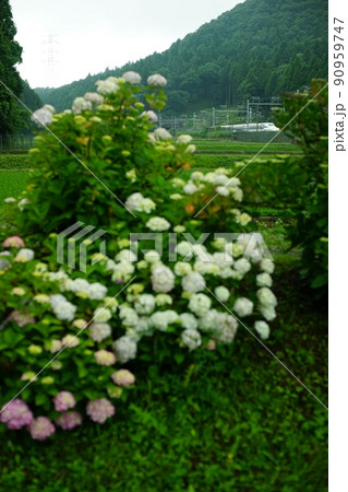 梅雨の関ヶ原を走るN700S系新幹線 梅雨の関ヶ原を走るN700S系新幹線 90959747
