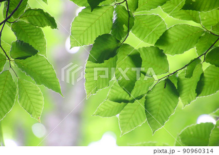 ブナの葉(福島県・裏磐梯) ブナの葉(福島県・裏磐梯) 90960314