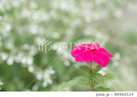 ニチニチソウの赤い花 ニチニチソウの赤い花 90960524