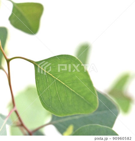 ユーカリの葉 90960582