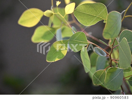 朝日に映え樹木 90960583