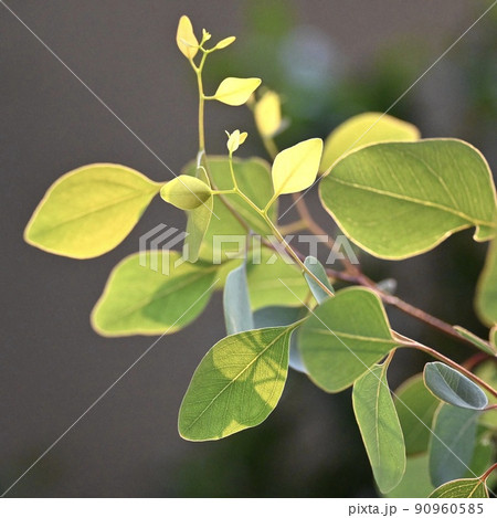 朝日に照らされた若葉 朝日に照らされた若葉 90960585