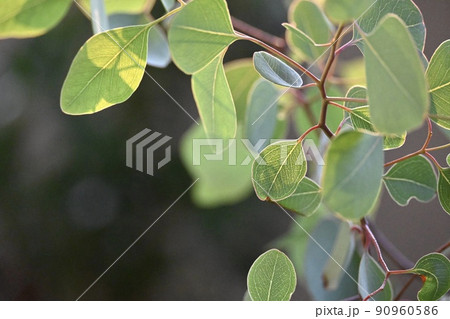 朝日に照らされる樹木 90960586