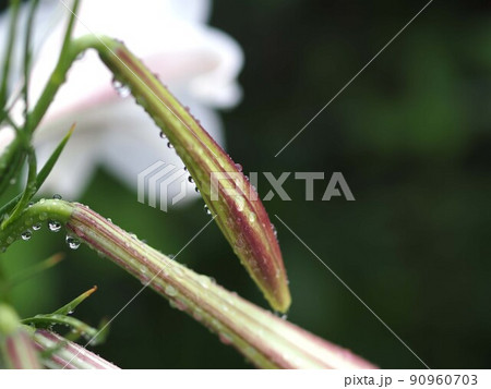 雨にぬれた白いテッポウユリの花 90960703