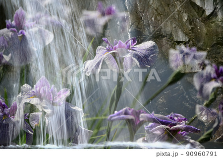 滝水と花菖蒲 90960791