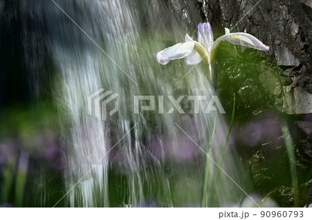 滝水と花菖蒲 90960793