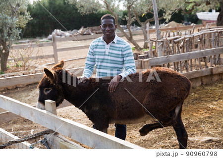 Farm owner taking care of donkey Farm owner taking care of donkey 90960798