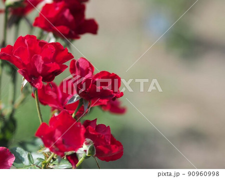 西山公園の赤いバラの花 90960998