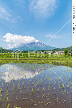 「山梨県」 富士吉田農村公園　水田に映る逆さ富士 90961140