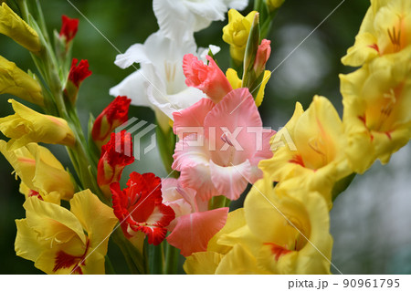 グラジオラスの競演 グラジオラスの競演 90961795