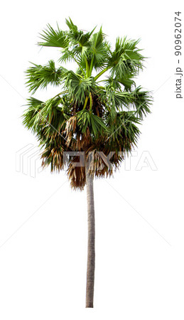 Sugar palm, white background Sugar palm, white background 90962074