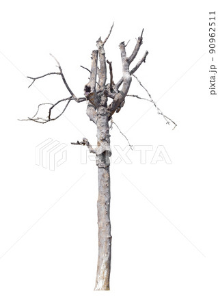dead trees in thailand isolated on a white background dead trees in thailand isolated on a white background 90962511