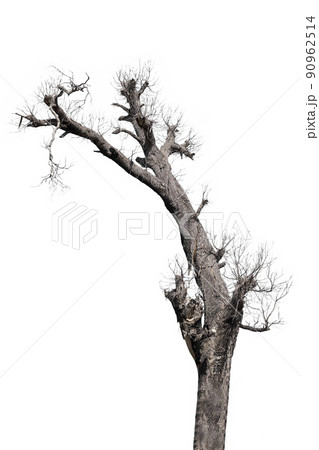 dead trees in thailand isolated on a white background 90962514