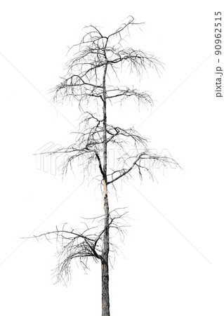 dead trees in thailand isolated on a white background 90962515