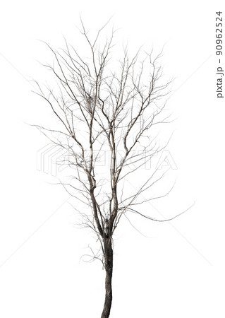 dead trees in thailand isolated on a white background dead trees in thailand isolated on a white background 90962524