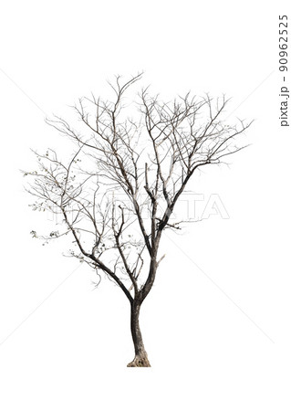 dead trees in thailand isolated on a white background dead trees in thailand isolated on a white background 90962525