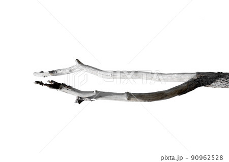 dry branches, dry branches, isolated on white background dry branches, dry branches, isolated on white background 90962528