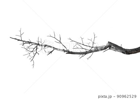 dry branches, dry branches, isolated on white background 90962529
