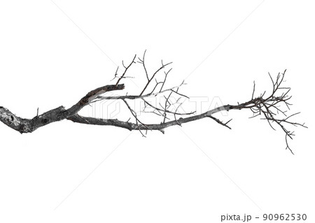 dry branches, dry branches, isolated on white background dry branches, dry branches, isolated on white background 90962530