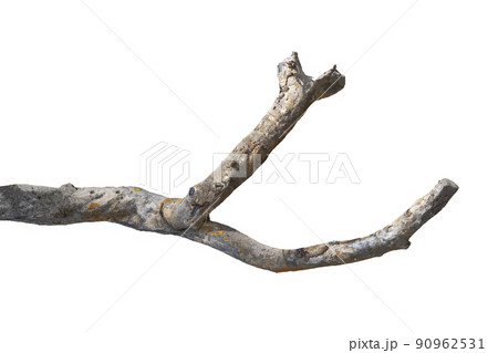 dry branches, dry branches, isolated on white background dry branches, dry branches, isolated on white background 90962531