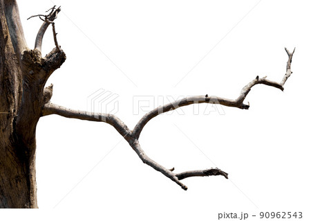 dry branches, dry branches, isolated on white background 90962543