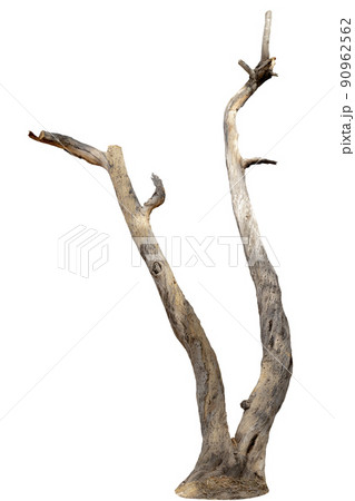 dead trees, dry trees in Thailand isolated on a white background 90962562
