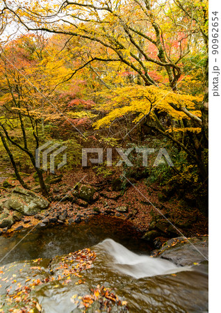 マゼノ渓谷(上流から観た紅葉・水流風景)「秋の紅葉景色」観光名所・南小国町 90962654