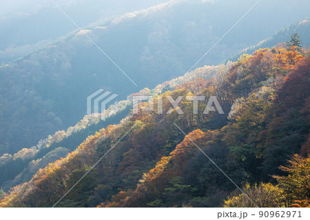 晩秋の山々、尾根の広葉樹、朝日に煌く風景 晩秋の山々、尾根の広葉樹、朝日に煌く風景 90962971