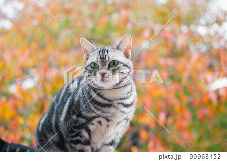 紅葉と猫 90963452