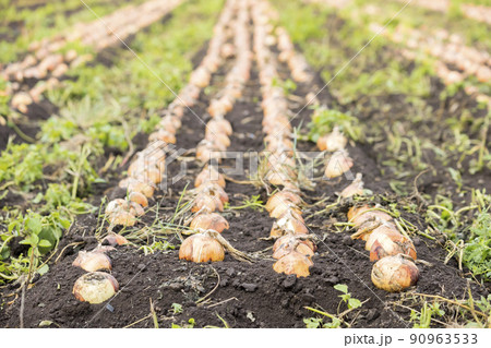 掘り起こした収穫前のタマネギ 掘り起こした収穫前のタマネギ 90963533