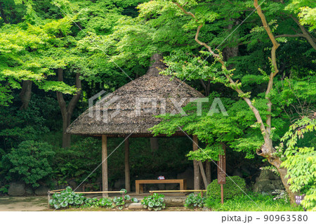 新緑に彩られて落ち着いた雰囲気の小石川後楽園の風景 90963580