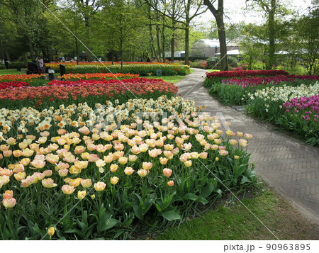 オランダ、キューケンホフ公園のチューリップ(1) 90963895