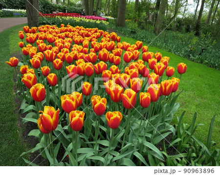 オランダ、キューケンホフ公園のチューリップ(2) オランダ、キューケンホフ公園のチューリップ(2) 90963896