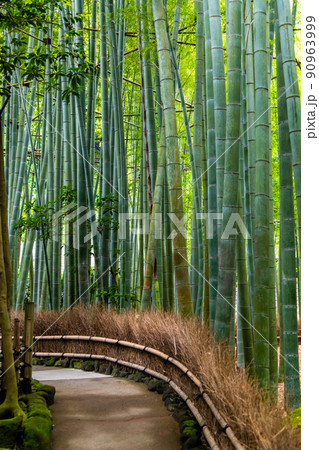神奈川県鎌倉　報国寺　～竹の庭～ 90963999