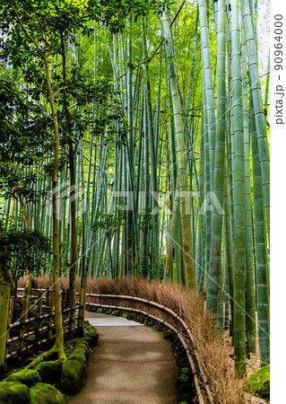 神奈川県鎌倉　報国寺　～竹の庭～ 90964000