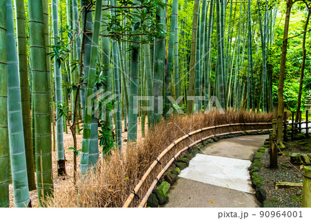 神奈川県鎌倉 報国寺 ~竹の庭~ 神奈川県鎌倉 報国寺 ~竹の庭~ 90964001
